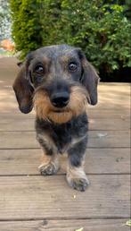 Gezocht - Ruwharige dwergteckel puppy, Nederland, Rabiës (hondsdolheid), 8 tot 15 weken, Teef