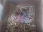 BABYS ENGELSEPARKIETEN  TAM TE MAKEN, Dieren en Toebehoren, Vogels | Parkieten en Papegaaien