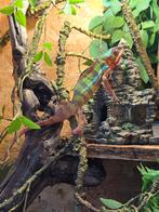 Furcifer pardalis ambilobe man 8 maanden, Hagedis