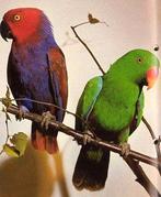 2-2 koppels edelpapagaaien bewezen, Dieren en Toebehoren, Meerdere dieren, Parkiet