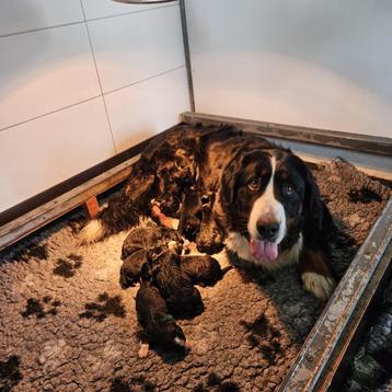 Mooie Berner sennen pup met stamboom HD en ED vrij beschikbaar voor biedingen