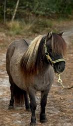 🩷🫶Super knappe Blue Dun merrie🩷🫶, Dieren en Toebehoren, Pony's, Merrie, Gechipt, Zadelmak, A pony (tot 1.17m)