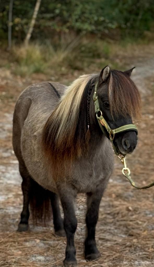 🩷🫶Super knappe Blue Dun merrie🩷🫶, Dieren en Toebehoren, Pony's, Merrie, Zadelmak, A pony (tot 1.17m), Recreatiepony, 11 jaar of ouder