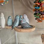 Lieve tamme Forpussen, Meerdere dieren, Dwergpapegaai of Agapornis, Geringd