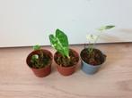 Baby alocasia Frydek variegata, populaire kamerplantje, Huis en Inrichting, Kamerplanten, Overige soorten, In pot, Minder dan 100 cm