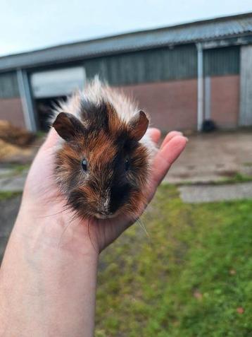 Borstel cavia gemengd schimmel  beschikbaar voor biedingen