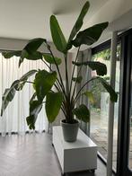 Grote Strelizia Kamerplant, Huis en Inrichting, Kamerplanten, Ophalen, Overige soorten, Halfschaduw, In pot