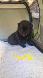 Boomer x Pomeriaan pups, Dieren en Toebehoren, Rabiës (hondsdolheid), 8 tot 15 weken, Meerdere, Meerdere dieren