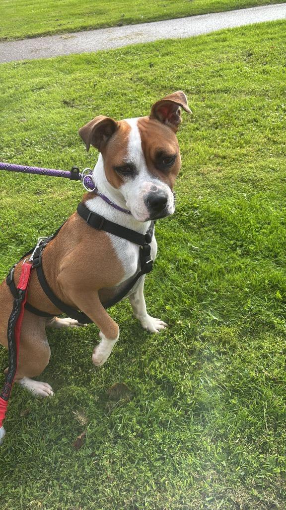 Mina lief klein teefje, Dieren en Toebehoren, Honden | Niet-rashonden, Klein, Teef, Particulier, Meerdere, Buitenland, 1 tot 2 jaar