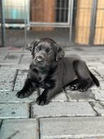Prachtige Herder x Labrador pups, Dieren en Toebehoren, Rabiës (hondsdolheid), Reu, 8 tot 15 weken, Meerdere