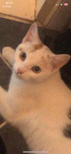 Poes met meerdere kleuren, Dieren en Toebehoren, Katten en Kittens | Overige Katten, Poes