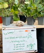 AARDBEIENPLANTJES | BIOLOGISCH | POMPOENEN, Ophalen, Minder dan 100 cm, Overige soorten