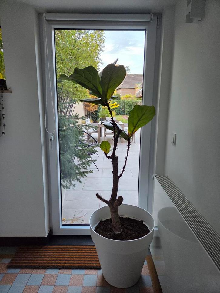 Grote Ficus Lyrata (Tabaksplant) 1.60m, Tuin en Terras, Planten | Tuinplanten, Vaste plant, Ophalen