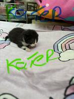 5 kitten ‘s geboren op 21-08-2025 te reserveren, Dieren en Toebehoren, Katten en Kittens | Overige Katten, Geslacht onbekend, Kortharig