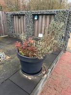 Mooie grote planten bak met planten., Tuin en Terras, 1 tot 2 meter, Minder dan 3 meter, Plantenbak, Ophalen of Verzenden