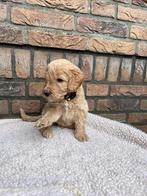 Labradoodle, Rabiës (hondsdolheid), 8 tot 15 weken, Meerdere, Meerdere dieren