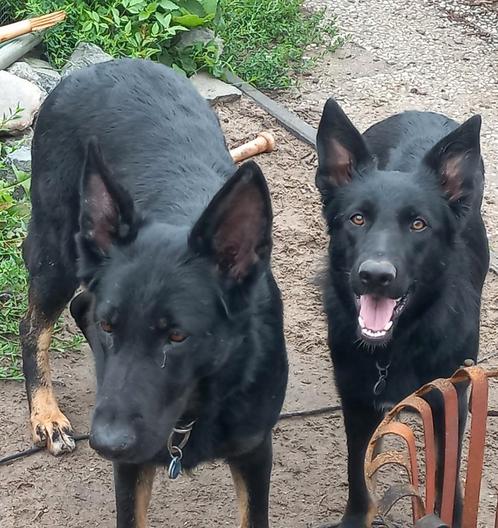 2 super lieve duitseherder moeder en dochter, Dieren en Toebehoren, Honden | Herdershonden en Veedrijvers, Teef, Herder, Particulier