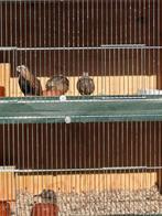 Harlekijn kwartels, Meerdere dieren