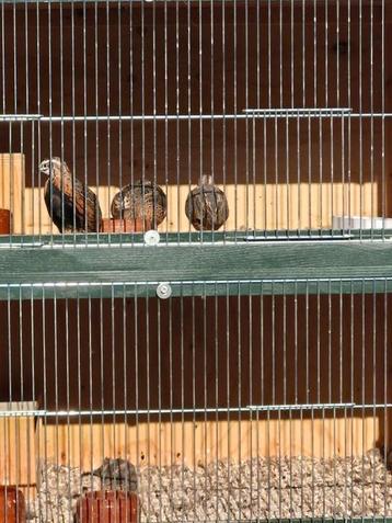 Harlekijn kwartels beschikbaar voor biedingen