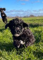 toy/dwerg poedel reutje. Mag nu weg., Rabiës (hondsdolheid), Reu, 8 tot 15 weken, Meerdere