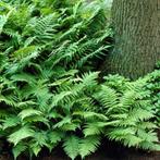 Dryopteris filix-mas - Mannetjesvaren p9, Vaste plant, Varens, Ophalen of Verzenden, Bloeit niet