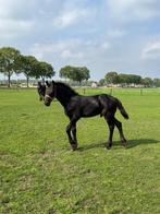 Luxe fries  hengst veulen  nyk x omer 2 e premie, Dieren en Toebehoren, Paarden, Hengst, Minder dan 160 cm, 0 tot 2 jaar