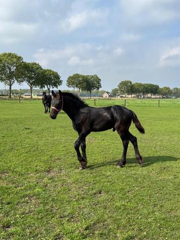 Luxe fries hengst veulen nyk x omer 2e premie beschikbaar voor biedingen