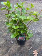 Viburnum lisa rose, Tuin en Terras, Planten | Tuinplanten, Ophalen of Verzenden