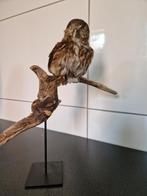 taxidermie opgezette uil, Ophalen of Verzenden, Zo goed als nieuw, Vogel, Opgezet dier