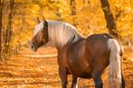 BRAAFSTE paard van internet!, Dieren en Toebehoren, Paarden, Merrie, B, Gechipt, 11 jaar of ouder