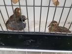 Chinese kwartels, Dieren en Toebehoren, Vogels | Overige Vogels, Meerdere dieren, Tropenvogel