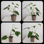 stekjes philodendron burle marx, Huis en Inrichting, Kamerplanten, Groene kamerplant, Ophalen, In pot, Minder dan 100 cm