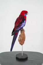 Opgezette Pennantrosella op houten sokkel - Wildernis Atelie, Ophalen of Verzenden, Nieuw, Opgezet dier