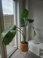 Grote paradijsvogelplant met pot, Ophalen, Overige soorten