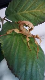 wandelende takken, Dieren en Toebehoren, Insecten en Spinnen, Wandelende tak