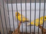 Kanaries, Dieren en Toebehoren, Vogels | Kanaries, Meerdere dieren, Kleurkanarie
