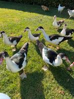 Eenden/muskuseenden, Dieren en Toebehoren, Pluimvee, Meerdere dieren, Eend