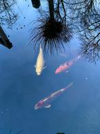 Koi karpers, Dieren en Toebehoren, Karper of Koi