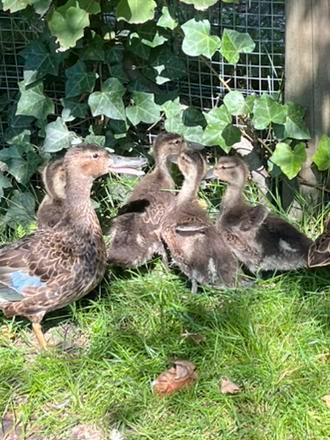 Kaneeltaling kuikens, Dieren en Toebehoren, Pluimvee, Eend, Geslacht onbekend