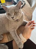 Kitten-Lilac kleurig Britsekorthaar Naam Diva, Dieren en Toebehoren, Katten en Kittens | Raskatten | Korthaar, Poes, Ontwormd