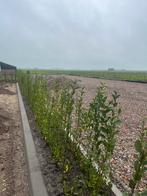 Liguster struik, Ophalen of Verzenden, Liguster, Minder dan 100 cm