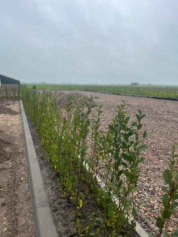 Liguster struik beschikbaar voor biedingen