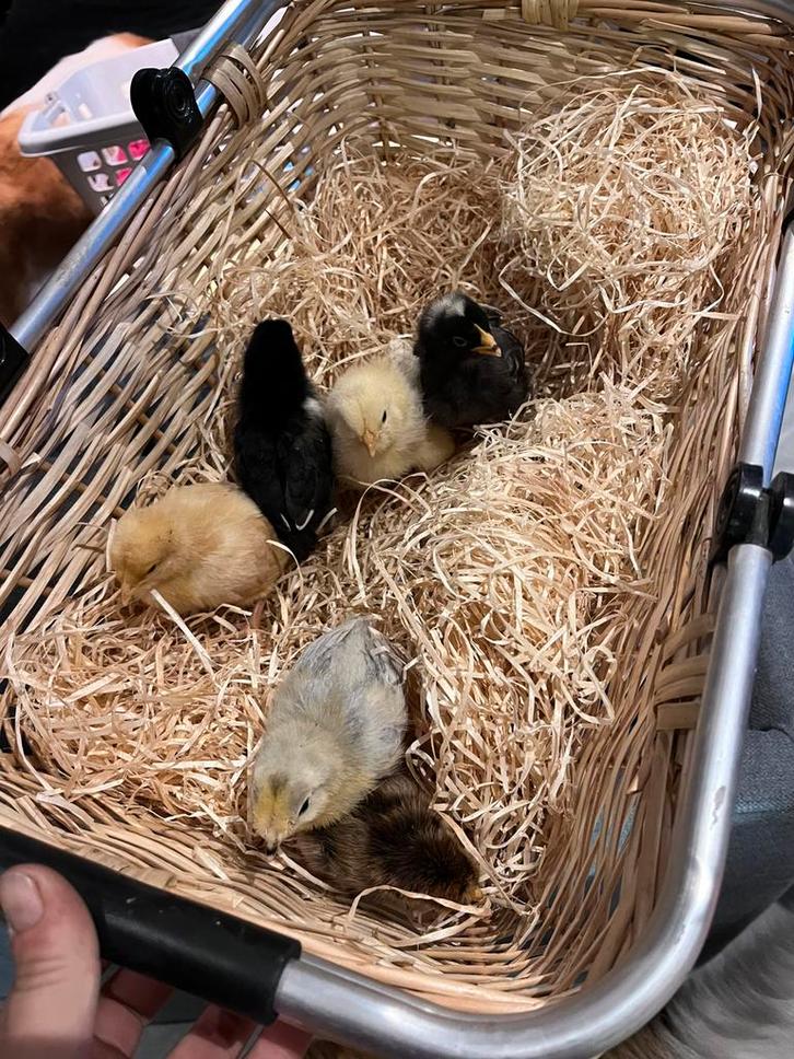 Verschillende rassen kuikens, Dieren en Toebehoren, Pluimvee, Kip, Geslacht onbekend