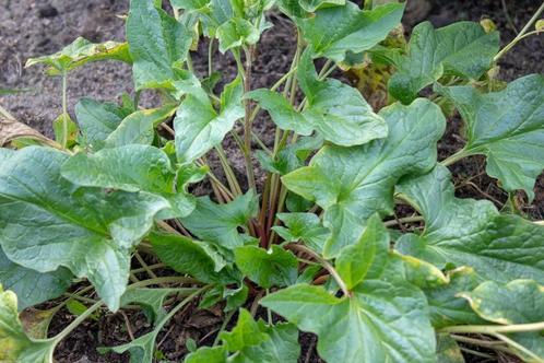Brave Hendrik (Chenopodium bonus-henricu), Tuin en Terras, Planten | Tuinplanten, Volle zon, Zomer, Ophalen of Verzenden