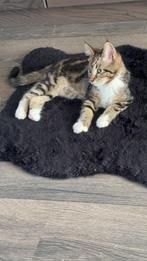 Maine coon x Europese korthaar kitten, Dieren en Toebehoren, Katten en Kittens | Overige Katten, Poes, Kortharig, 0 tot 2 jaar