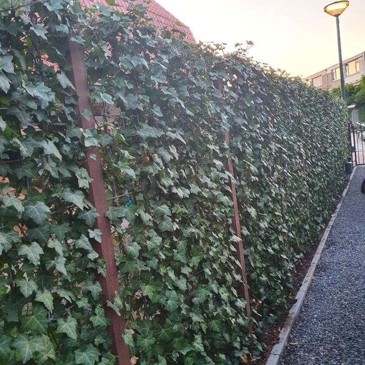 Hedera Kant en klaar haag - Hedera scherm - Hedera Rek, Tuin en Terras, Planten | Tuinplanten, Vaste plant, Klimplanten, Halfschaduw