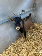 Mooi dwerg geiten bokje, Dieren en Toebehoren, Schapen, Geiten en Varkens, Mannelijk, Geit