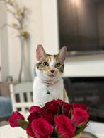 Lief thuis gezocht voor ons poes., Meerdere dieren