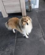 Sheltie dekreu aangeboden., Dieren en Toebehoren, Honden | Dekreuen, Rabiës (hondsdolheid), Reu, 1 tot 2 jaar, Eén hond