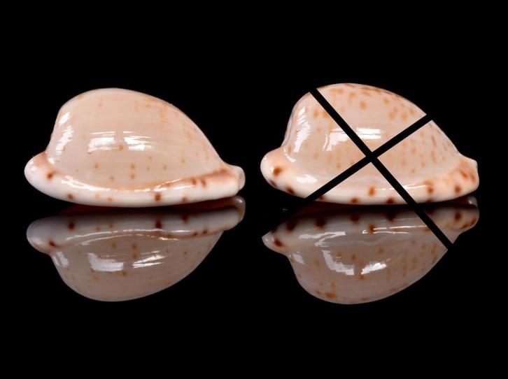 Schelpen: Cypraea edentula 18,9-19mm (Gem) Zuid-Afrika, Verzamelen, Mineralen en Fossielen, Schelp(en), Ophalen of Verzenden